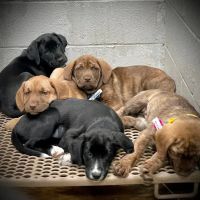 Spay/Neuter Veterinary Clinic of the Sandhills ico