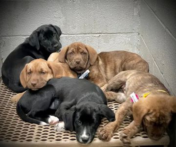 Spay/Neuter Veterinary Clinic of the Sandhills