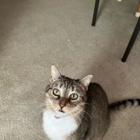 Cross Creek Animal Hospital ico