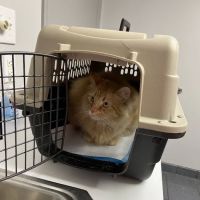 Riverbark Veterinary Hospital ico