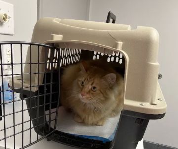 Riverbark Veterinary Hospital