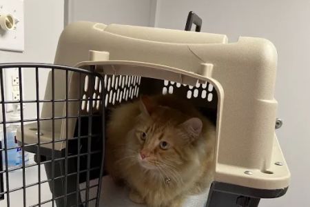 Riverbark Veterinary Hospital
