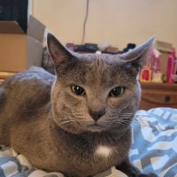 Riverside Animal Hospital ico