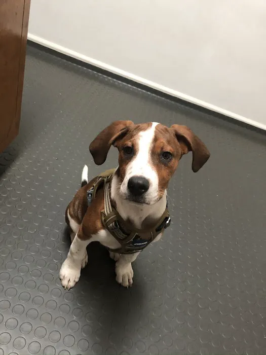 Rim Road Animal Hospital 1