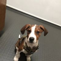 Rim Road Animal Hospital ico