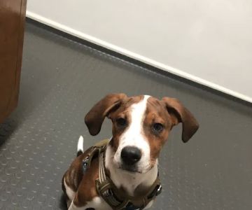 Rim Road Animal Hospital