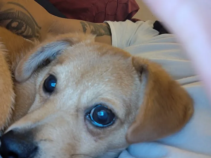 PetVet Vaccination Clinic 12