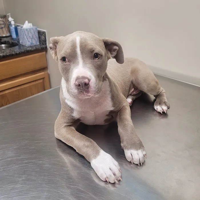 Hope Mills Road Animal Hospital 12