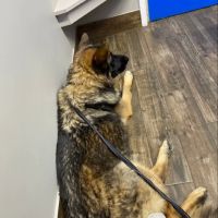 Highland Animal Hospital: Bostic Berry DVM ico