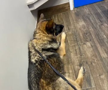 Highland Animal Hospital: Bostic Berry DVM