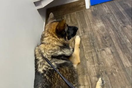 Highland Animal Hospital: Bostic Berry DVM