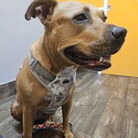 Highland Animal Hospital ico