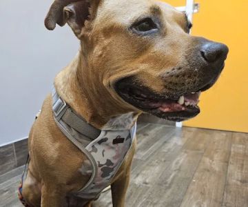 Highland Animal Hospital