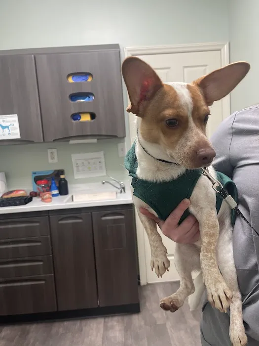 Academy Pet Hospital 12