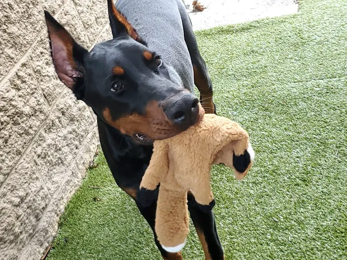 Academy Pet Hospital 12