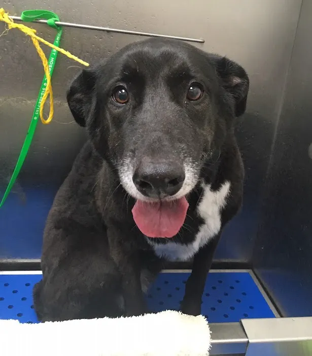 Academy Pet Hospital 12
