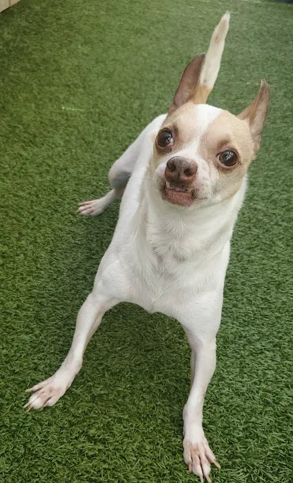 Academy Pet Hospital 12