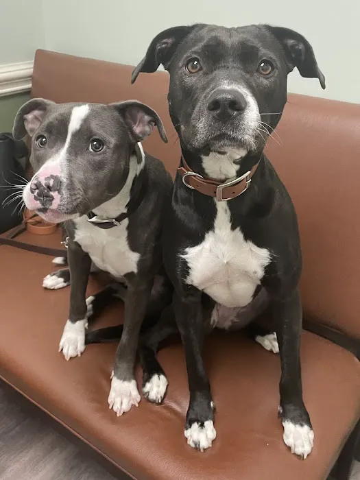 Academy Pet Hospital 12