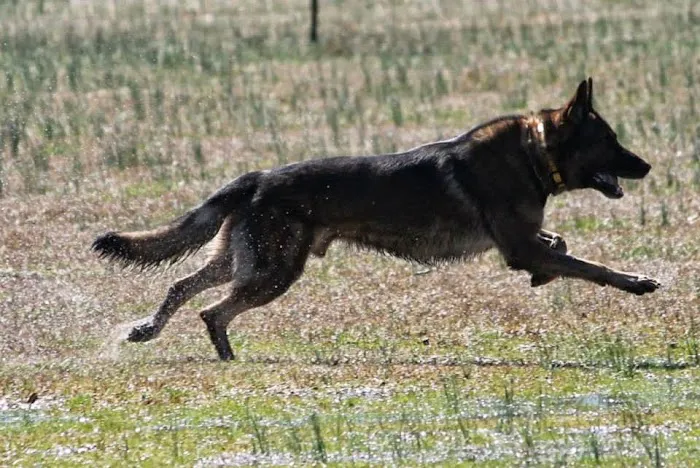 Carolina Crossing Veterinary Clinic 8