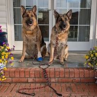Cleveland Community Veterinary Hospital ico