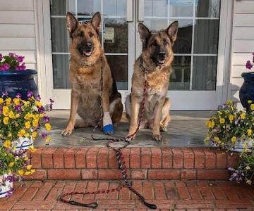 Cleveland Community Veterinary Hospital