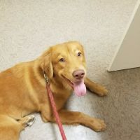 Vetcare for Pets Animal Hospital ico