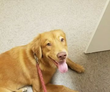 Vetcare for Pets Animal Hospital