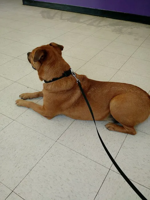 Vetcare for Pets Animal Hospital 4
