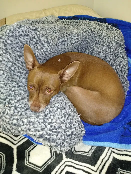 Vetcare for Pets Animal Hospital 6