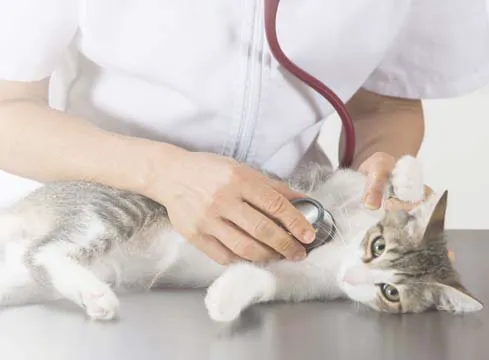 Vetcare for Pets Animal Hospital 3