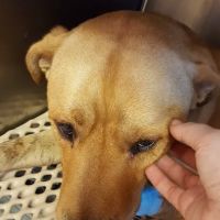 Benson Animal Hospital ico