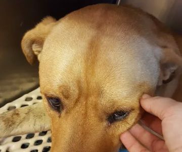 Benson Animal Hospital