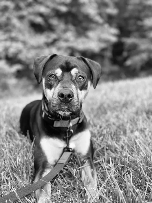 Benson Animal Hospital 6