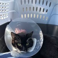 Quality Care Animal Hospital ico