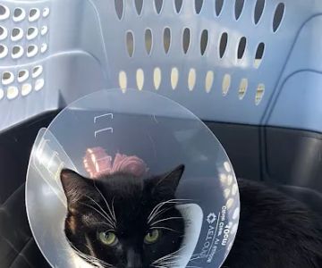 Quality Care Animal Hospital