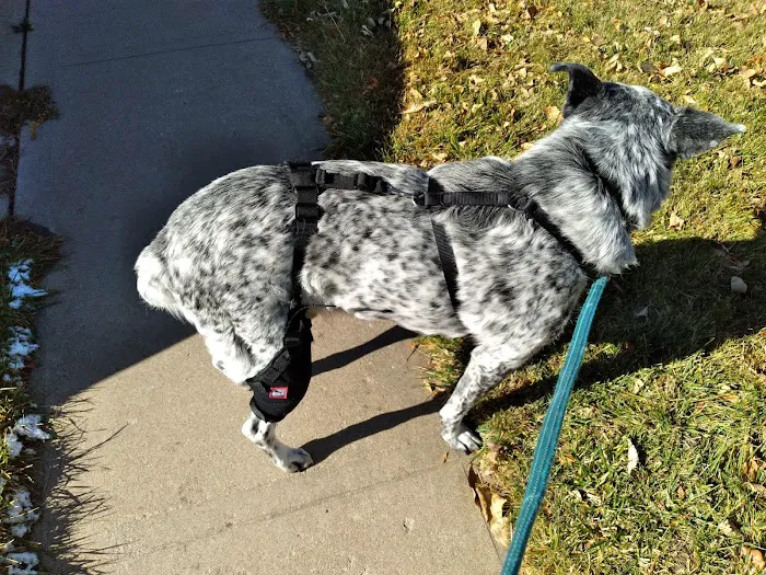 MuttKnee Brace 9