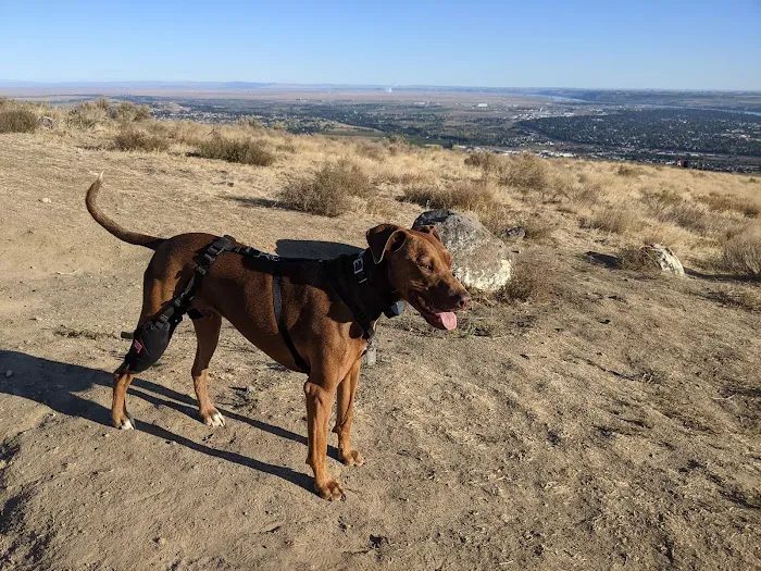 MuttKnee Brace 10