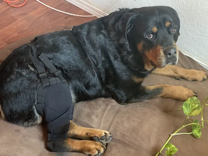 MuttKnee Brace 1