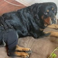 MuttKnee Brace ico