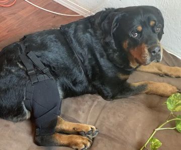 MuttKnee Brace