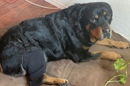 MuttKnee Brace