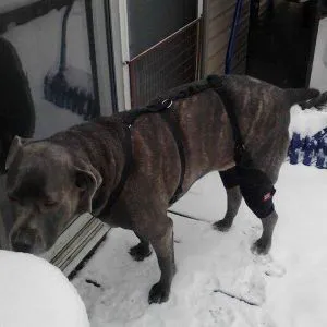 MuttKnee Brace 3