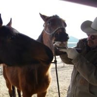 Equine Medical Services ico
