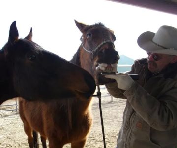 Equine Medical Services
