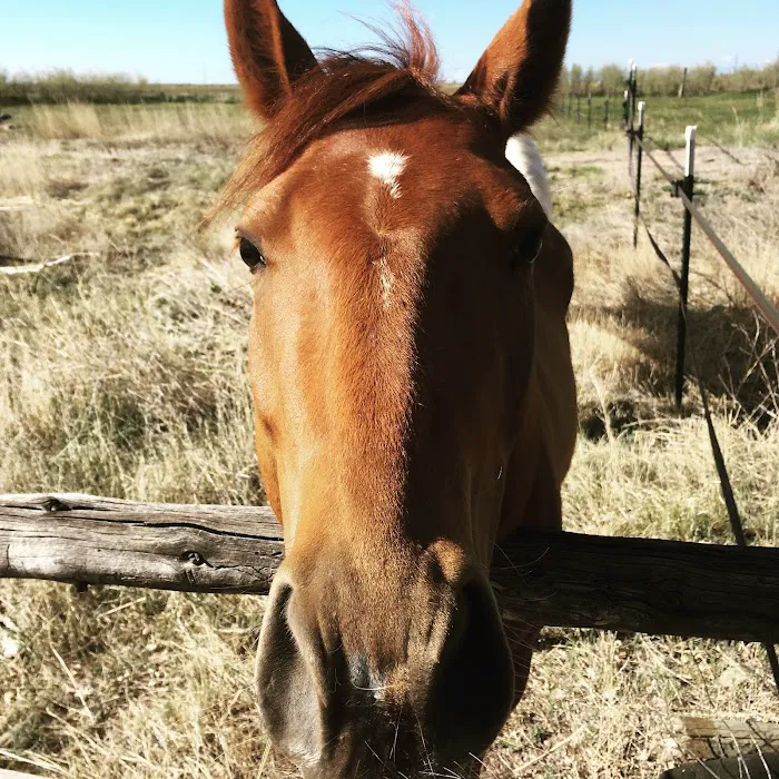 Equine Medical Services 4