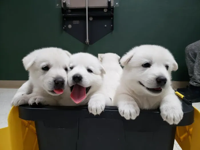 Healthy Pets Animal Hospital 4