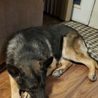 Healthy Pets Animal Hospital ico