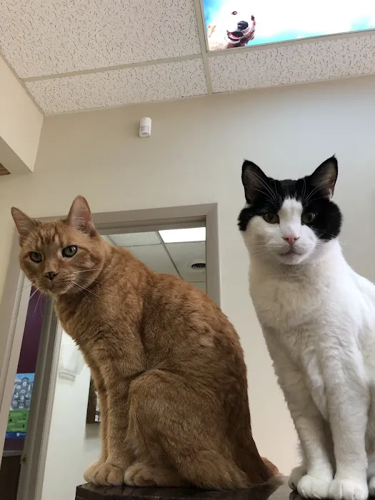 Healthy Pets Animal Hospital 9