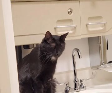Fort Carson Veterinary Services