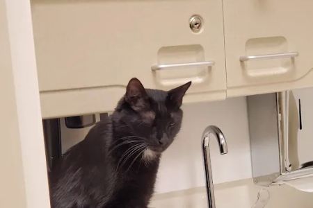 Fort Carson Veterinary Services
